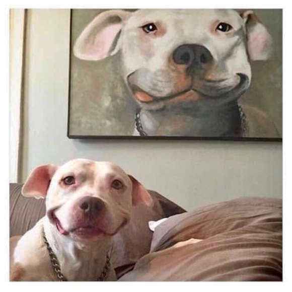 Sterling Silver 18” plated with St Francis Medal Necklace CHARITY - Picture 8 of 12